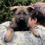 View INNES -ZVV1-1st.class x BRUTUS ex: BH,IPO3,1st.class