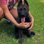 View BORA  x Datch - 100% CZECH A REPEATED LITTER  FOR ITS QUALITIES