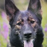 View Megera Aites Bohemia - breeding female, HD+ED 0/0, 1 breeding class,ZVV1