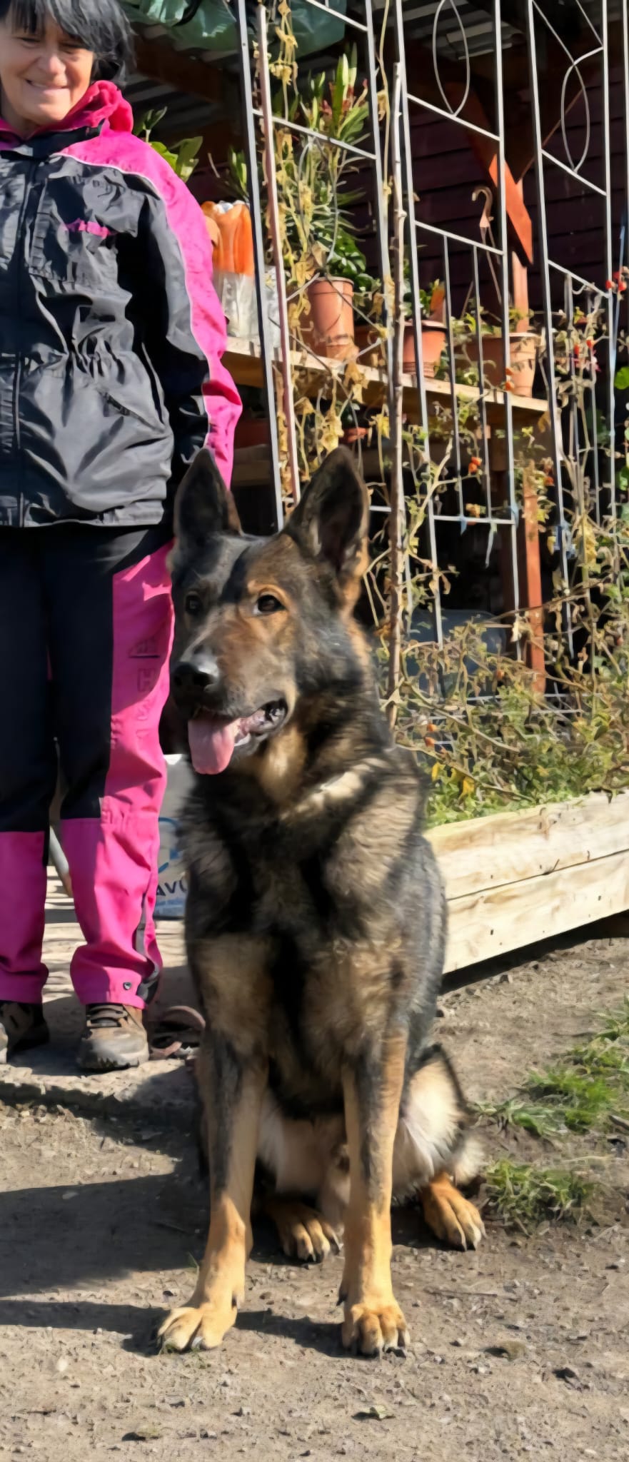 Signal Aites Bohemia