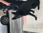 Happy's son- works with the US police!!