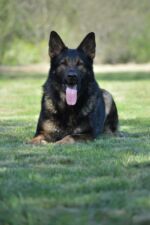 Happy's  brother - Hektor very big and strong!