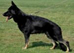 Father Happy's - John - Boy von der kalten Hardt IPO3,ScHH1,BH,AD- excellent dog!
