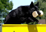 Larry ze Stribrneho kamene- top working dog