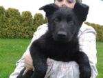 Inka Sovi mlyn picture 1- very big solid black female!