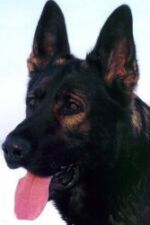 Caddy's pedigree III. generation - very excellent male RENO JIPO-ME -ZVV3