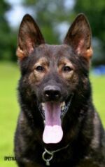 Ziggy's - father Coudy z udoli Upy - top male-IPO3 – 100- 90-95!!!