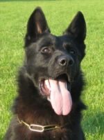 Hoky HOKY VA-PE-
Multiple participant WUSV, FCI World Championship, Championship Slovakia!!Hoky Va-PE - in III. generations pedigree Ziggy's!