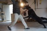 Ziggy's daughter Jorica by her sst training in k9-center U.S.A !! HER OWNER: I am so proud of her. Best dog ever!