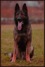 Bart is very strong and big male!