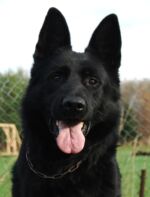 DOORS KROKODYLI FARMA - father Lennox -ZVV3,IPO3,SCHH3