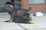 Datch 's - pups very excellent- big and strong!!