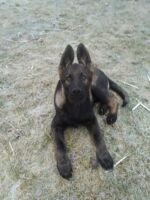 son of Datch- excellent color,character!