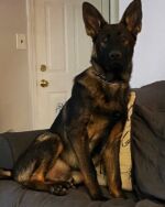 Another beautiful puppy father Datch!