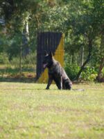 Illo - dark sable male