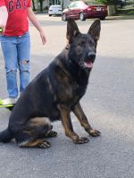 Another very big and strong son in the USA!!TOP CZECH DARK SABLE MALE-balanced nature,excellent character!