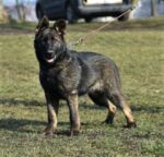 Yalla - big female 4 months old !