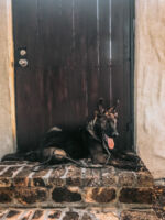 Yona's age 4 months- Datch's son excellent dark sable male!He lives in the US.