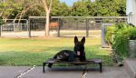 Yonas -Datch's son photo in 6 months.Very big and strong dark sable male! They love him across the sea!