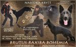 FATHER PUPPIES - BRUTUS RAXIBA BOHEMIA -EXAMINATION: BH,IPO3
1st CLASS BREEDING
SHOW: EXCELLENT 5!!!
HIPS+ELBOWS: 0/0.