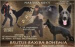 BRUTUS RAXIBA BOHEMIA -EXAMINATION: BH,IPO3
1st CLASS BREEDING
SHOW: EXCELLENT 5!!!
HIPS+ELBOWS: 0/0.
