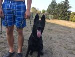 Gaya - picture 2 - very big and strong female- TOP PEDIGREE - LINE CZECH,DDR and POHRANICNI STRAZ!!!