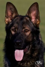 Maximus Tobani - top male grandfather Peggy's!!