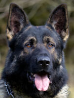 Urri z Kurimskeho haje - father Peggy's!TOP QUALITY MALE!! UM WUSV !!!