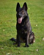 Agiss'a mother - TOP DARK SABLE FEMALE CORA DARIPO-ZVV1,FPr.1,SPr.1,BH!!