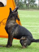 AGISS'A MOTHER CORA DARIPO -1st. breeding class, HD+ED 0/0.