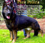 IV. LINE AGISSA's - TOP BREEDING MALE FARO POLICIA!!!