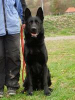 AGISS'A father - very big and strong male!!!