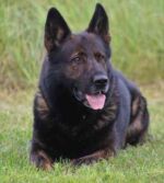 Father INNES - IBON JIPO-ME - BH,ZVV1,ZPO1,IPO3,