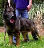 4th generation of Fera - NORBO - BEN-JU - TOP BREEDING- IPO3,SCHH3,ZVV2,represents the working dog with the look of the original German Shepherd.
