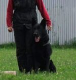 FATHER of  Fera - BART Z NAMESTSKEHO ZAMKU- EXCELLENT MALE!! 1st. BREEDING CLASS!! HD+ED 0/0.