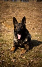 Another Brutus's boy name Corado!! Dark sable large male, his owner said he is very excellent in the character!This year will get the highest title IGP 3!!