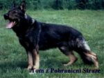 4th  GENERATION  of FERA - LEGENDARY POLICE DOG -TOM Z POHRANICNI STRAZE!!