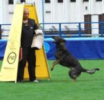 Bady ze Svobodneho dvora -ZVV1, IPO3, SCHH-A, top male - operating in US!! Grandfather Bora's!