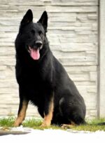 Cassius - very big male