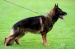 Elute von der Mohnwiese - top breeding male!! IV generation in pedigree Bora's!
