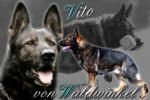 Vito von Waldwinkel - AD,BH,SchH3 - III. generation in pedigree Bora's!