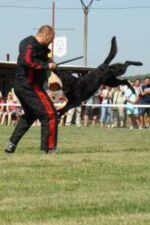 Art's - IV. generation pedigree- TOP MALE HOKY VA-PE -IPO3, SCHH3, ZVV3, WM FCI, WUSV 2009!!