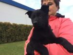 Yolla - very big and strong female- very good bite!!His mother Norbo-Chuna Policia comes from the best lines of the z Pohranicni straze dogs.