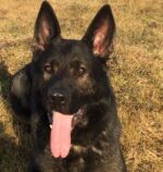 Hairo picture 1- very excellent dark sable color