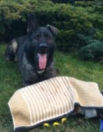 Hairo had an injury few days ago.He had a hematom in his ear. A vet did him a operation, but his ear is now down, it is esthetic defect no genetic .