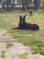 Daughter of Brutus Raxiba Bohemia, mother Ziggy z Vetrneho vrchu- age 8 months- very strong solid black female!