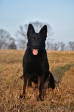 Another breeding daughter of Brutus- name Cindy