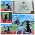 Jorka- top solid black female - lives in the US.Daubner of Brutus Raxiba Bohemia-1st breeding class,HD+ED 0/0,BH,IPO1.IPO2,IPO3 excellent female in nature!!