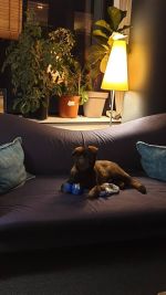 Quera's soon lives in the Netherlands - very big and strong dark sable male!