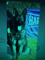 YARICA ANREBRI -mother puppies